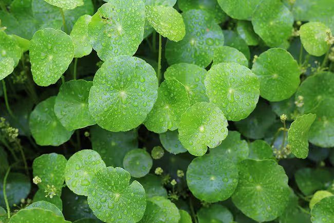 Gotu-Kola