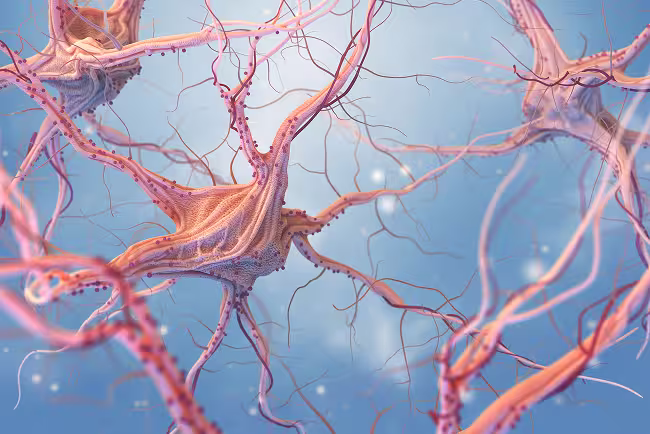 neurons-and-nervous-system